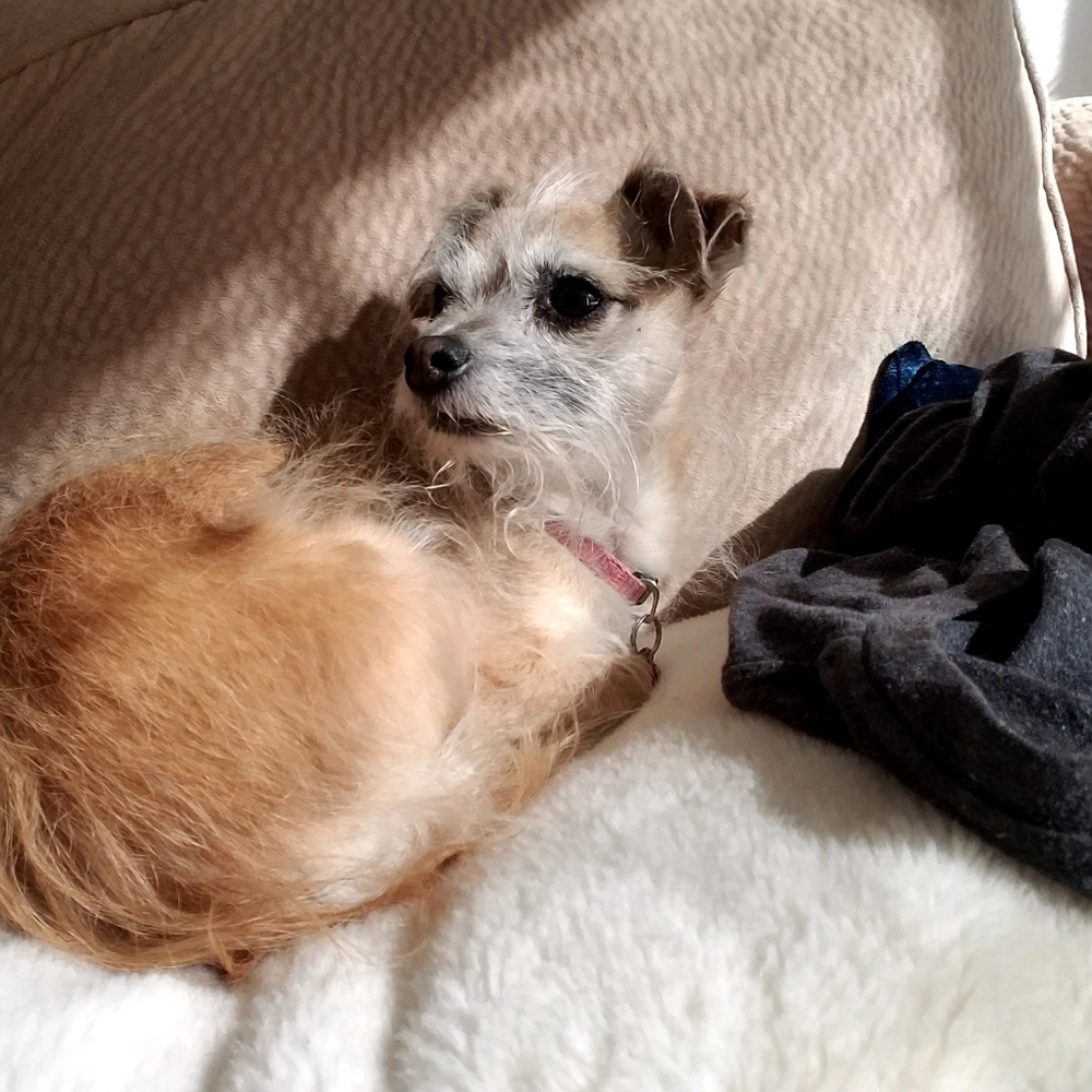 Meet your Posher, Shelby